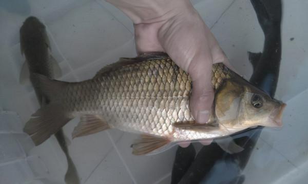 垂釣大板鯽，子線長短很重要，靈活選用才是上魚的關鍵