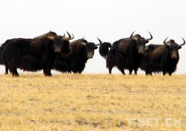 雪神之花·老牧人講的故事 雪神之花·老牧人講的故事