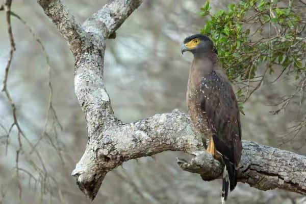 民間故事：村民打井遇蛇窩，遭蛇王報復，老人引100多隻蛇雕滅蛇