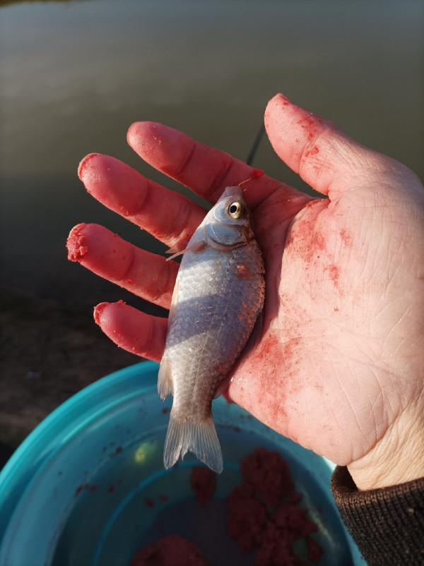 5米寬的河溝頻率逐漸加快，魚口竟然如此暴躁