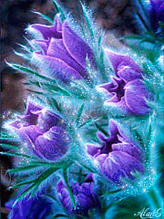 分享圖片&mdash;&mdash;罕見稀有的花卉