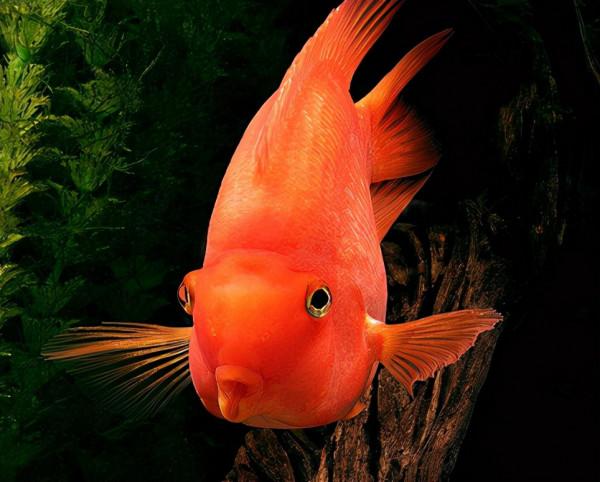 五光十色的觀賞魚