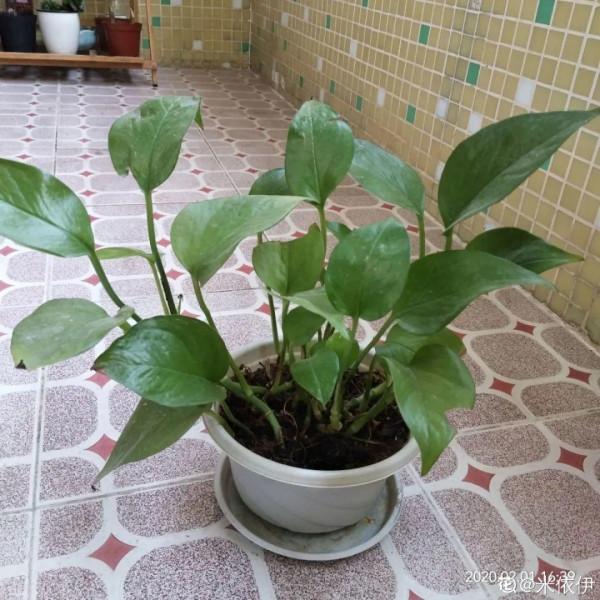 6種花特耐陰，光照不好也能養好，適合北陽臺