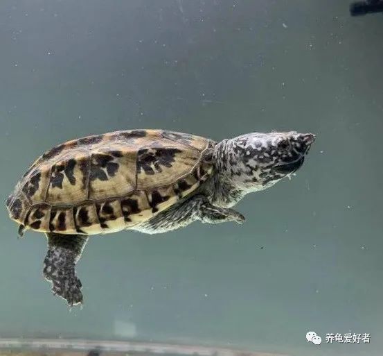 什麼龜的智商最高，還在爭論不下？