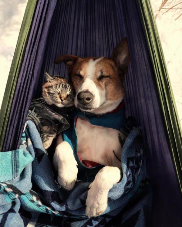 兩人一貓一狗四處探險旅行,每一幕都萌翻天 兩人一貓一狗四處探險旅行,每一幕都萌翻天