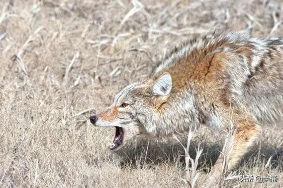 狼的戰鬥力有多強?相同體重條件下,任何狗都不是狼的對手 狼的戰鬥力有多強?相同體重條件下,任何狗都不是狼的對手