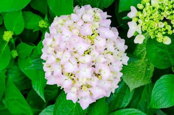 花有靈性“人養花一年,花養人一世”為自己為家人養棵健康美麗花 花有靈性“人養花一年,花養人一世”為自己為家人養棵健康美麗花