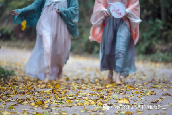 十里銀杏長廊即將進入“醉”美時節,錯過又要等一年 十里銀杏長廊即將進入“醉”美時節,錯過又要等一年