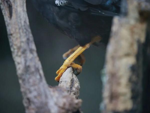 為什麼鴨爪上有蹼,而雞爪上卻沒蹼?探尋動物們jio丫裡的小秘密 為什麼鴨爪上有蹼,而雞爪上卻沒蹼?探尋動物們jio丫裡的小秘密