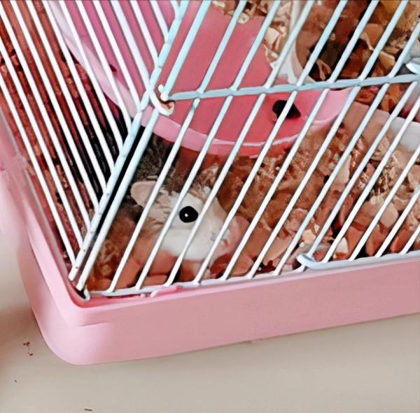 孩子想養貓，我卻買了只倉鼠