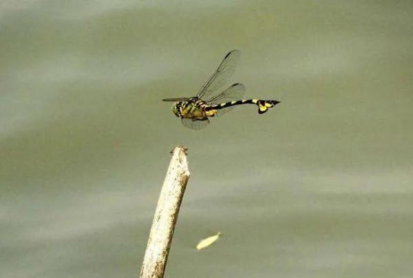 與直升機最為相似的一種蜻蜓 大團扇春蜓