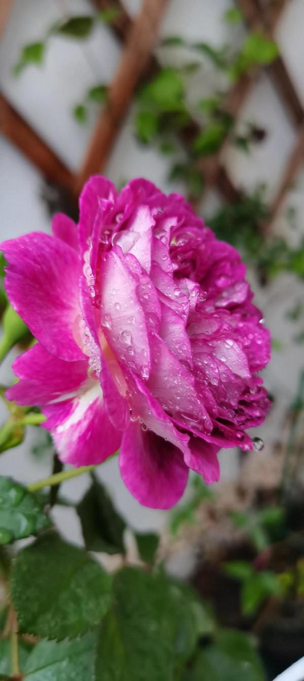 不是老歌好聽了，而是聽歌的人有故事了