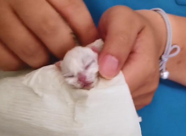 加菲貓半夜難產,女子一早送去醫院,醫生靈魂拷問:保大還是保小 加菲貓半夜難產,女子一早送去醫院,醫生靈魂拷問:保大還是保小