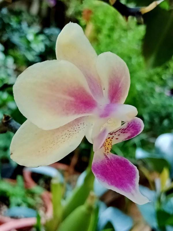 #陽臺小花園#又添新品種