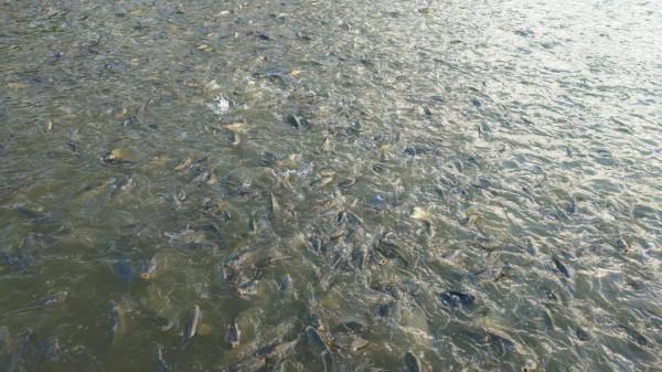 四川富豪賣魚起家，公司實力緊追五糧液，將兩大行業做到世界第一