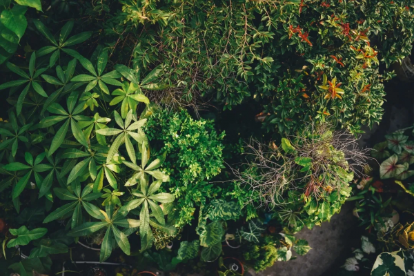 沒有花園怎麼種花？從東北到廣東，4位大神在室內種出植物園