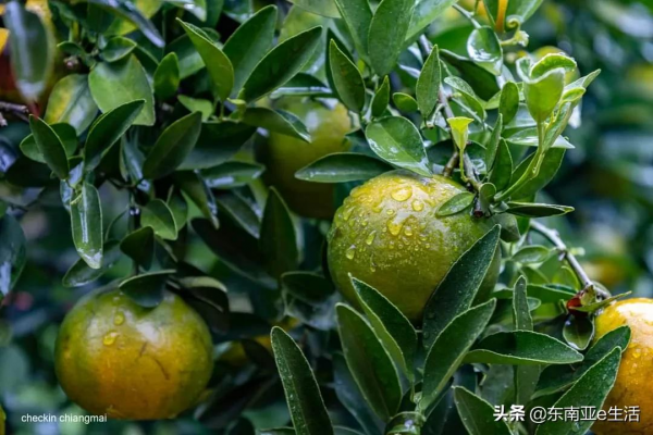 涼季來了！今年清邁有哪些唯美浪漫的花田？