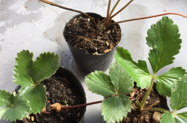 秋冬擱室內盆栽草莓，幹好3件事，開花多，結果大又甜