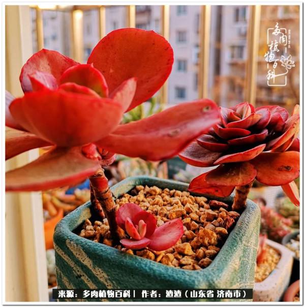 一個不稱職90後的闡述：何以解憂？唯有多肉