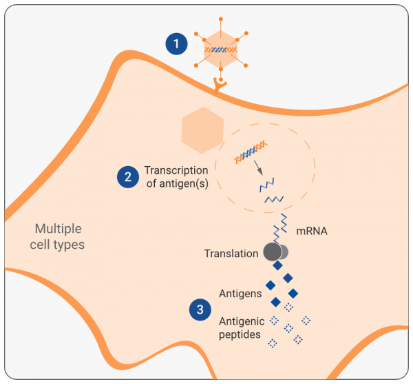在研乙肝新藥VTP-300，002研究有效性資料，27名HBsAg顯著變化