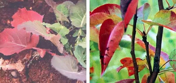 超全植物肥料知識,建議收藏 超全植物肥料知識,建議收藏