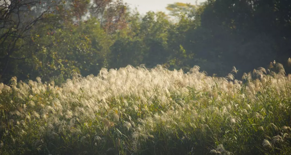 再不去看就晚了！山東6個小眾又絕美的賞蘆勝地，濃縮了整個冬日的浪漫！