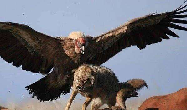 千年前的天空霸主哈斯特鷹，與如今的安第斯神鷹，誰更厲害？