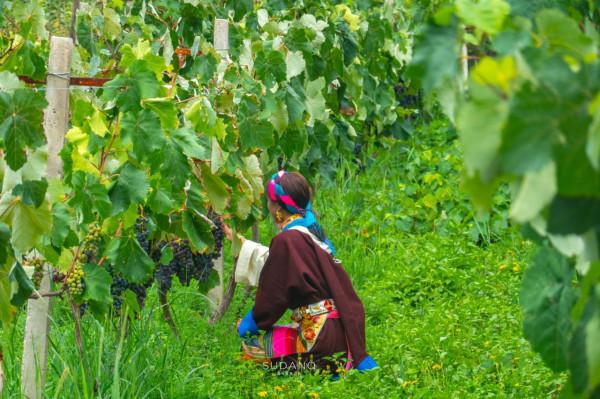 這是西藏唯一的天主教堂,當地80%村民信奉天主教,喜歡喝葡萄酒 這是西藏唯一的天主教堂,當地80%村民信奉天主教,喜歡喝葡萄酒