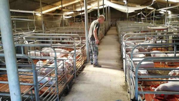 仔豬咳嗽喘氣用什麼藥？豬咳嗽氣喘怎麼辦？有什麼特效藥？