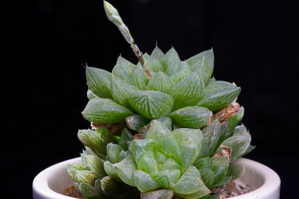 多肉植物開花，簡直美翻了