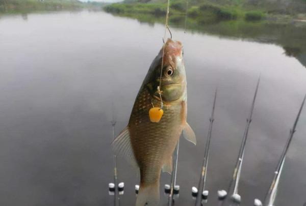 垂釣大板鯽，子線長短很重要，靈活選用才是上魚的關鍵