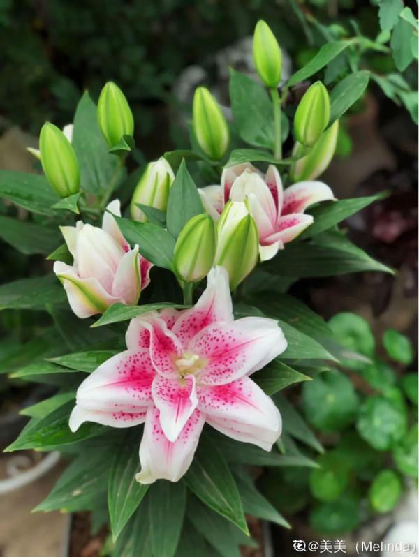 百合開花後，養分消耗太大，補充肥料是關鍵