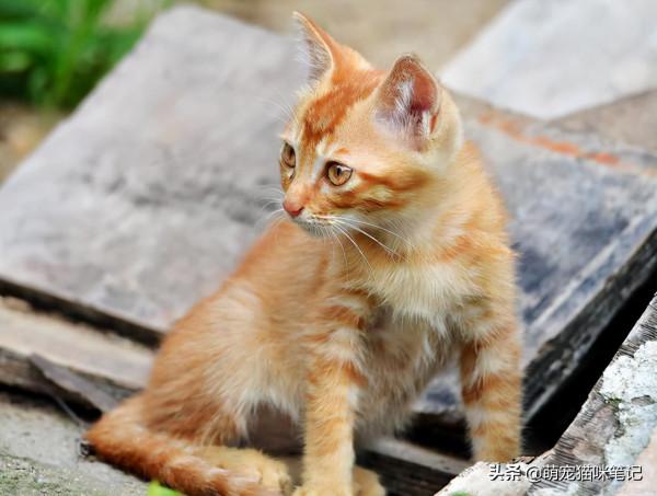 養貓的20條好處，可以幫助鏟屎官治癒，也可以改變性格