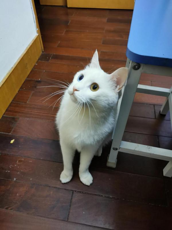 清苔鼠失蹤事件 清苔鼠失蹤事件