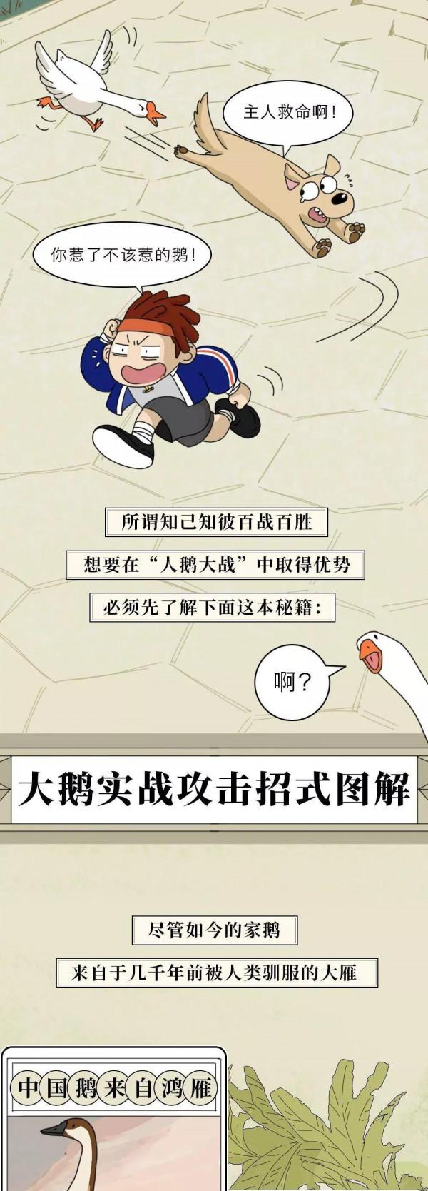 你有沒有被大鵝追過！哈哈！（漫畫）