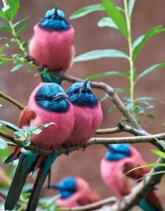 分享圖片——鳥戀花 兒