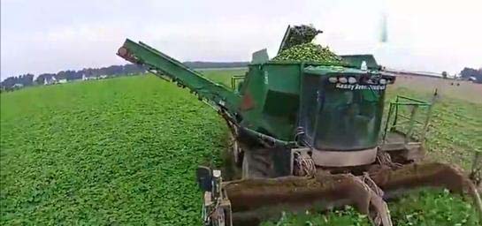 美國機械化採摘黃瓜，一天可收1000噸！為啥我們沒有這種機器？