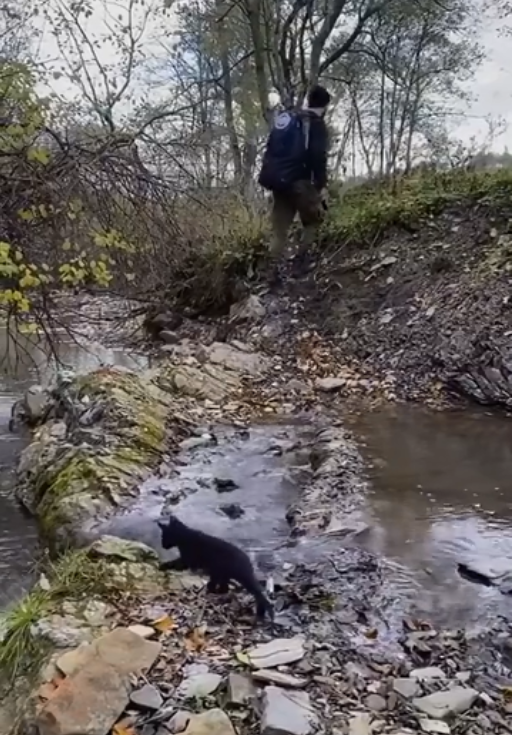 旅遊者們遇到一隻流浪貓，陪他們跋山涉水，最後被他們帶回了家