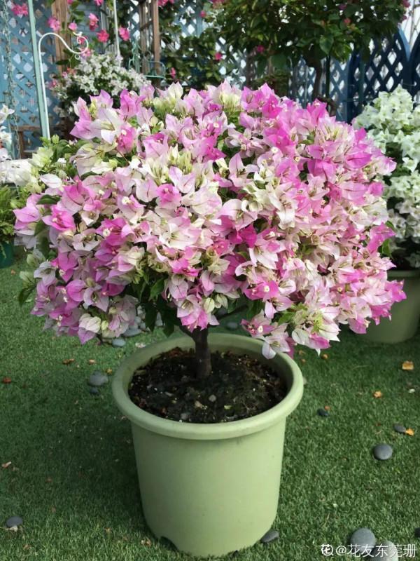 7種花有個小機關,找對位置開啟它,新芽爆滿盆 7種花有個小機關,找對位置開啟它,新芽爆滿盆