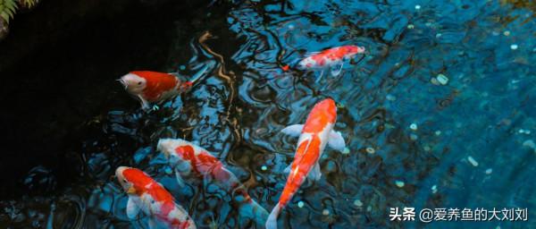 魚缸過濾使用活性炭有什麼作用？是否可以長期使用？