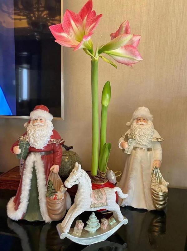 每週一花---朱頂紅