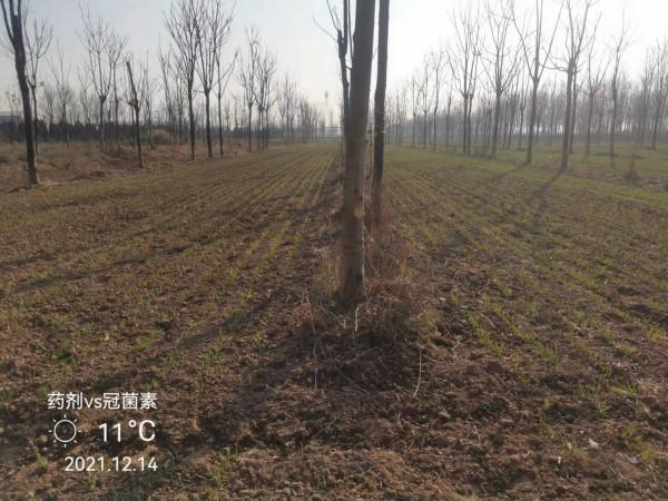 都說低溫影響種子出苗,影響究竟有多大?看了你就知道了 都說低溫影響種子出苗,影響究竟有多大?看了你就知道了