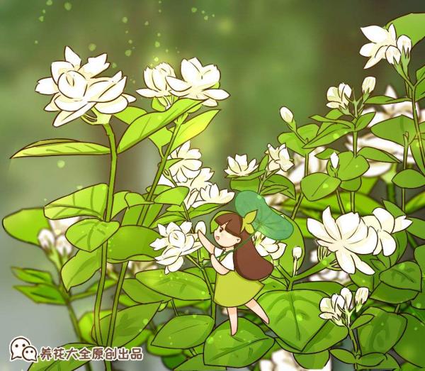 夏天茉莉不開花?兩種土壤要重視,及時處理才能長勢旺 夏天茉莉不開花?兩種土壤要重視,及時處理才能長勢旺