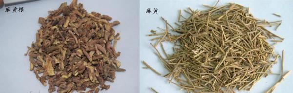 中醫裡的有趣小故事——麻黃，根和莖要分清楚