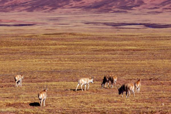西藏出現上萬頭藏羚羊，在高原上追逐狂奔，空中俯瞰場面恢宏