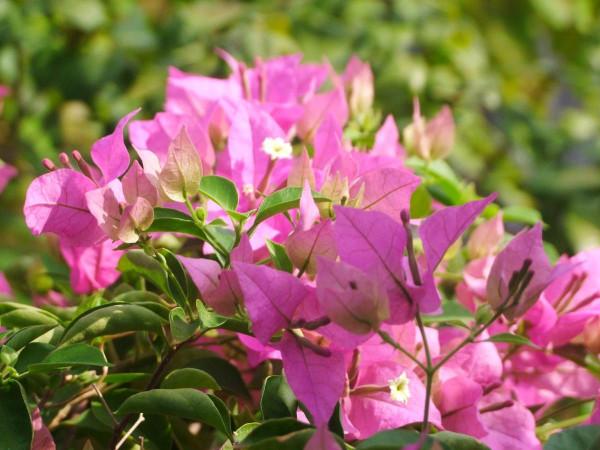 南方養花，並沒有大家說的那麼好，經歷了才知道痛苦