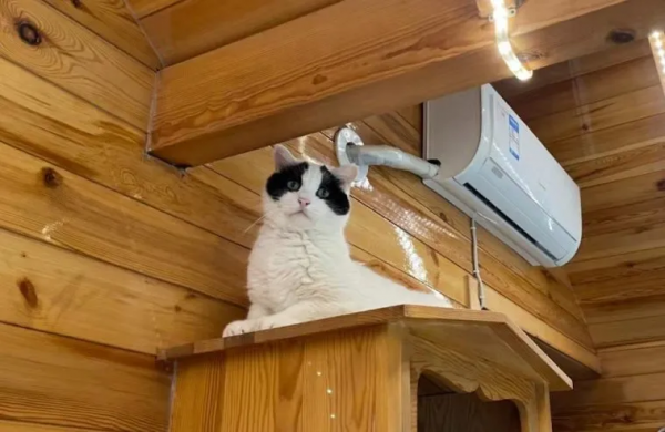 大阿寶：“斜槓青年”歡樂多