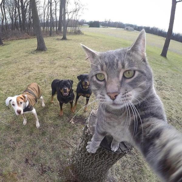 貓咪和狗狗不是天敵嗎，他們竟然在一起自拍，驚訝到我了？