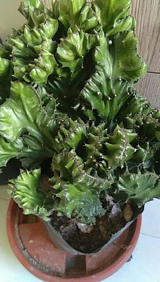 養花別嫌“醜八怪”,養在家裡有“鎮宅旺財”好兆頭,越養越喜歡 養花別嫌“醜八怪”,養在家裡有“鎮宅旺財”好兆頭,越養越喜歡