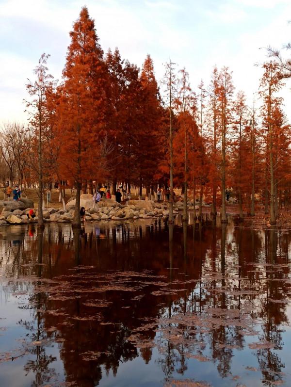 波光瀲灩水杉紅，層林盡染如畫中（之二十三）